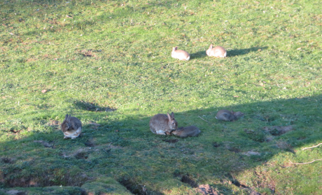 Kaninchen_Familie_Verhalten_Sciencia58 CCBYSA4.0
